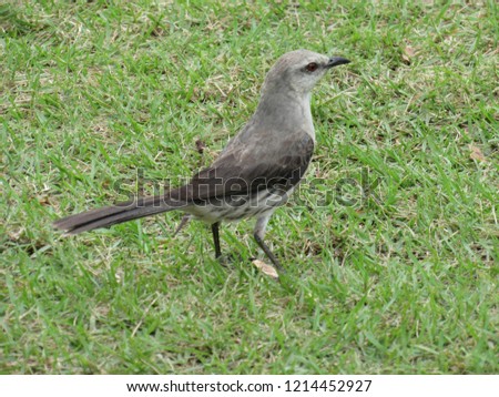 Tropical mockingbird on the grass