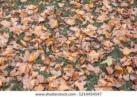 Dry, golden, Fallen autumnal leaves scattered across the ground in a forest near Paris in France.