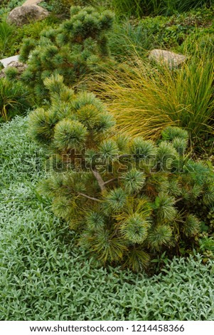A tidy young pine three, grass, rocks and decorative plants in garden background picture.