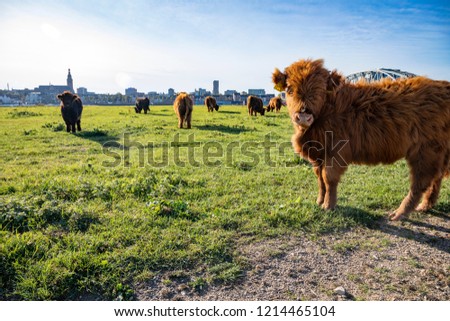 Buffalo grazing at the river Waal with the city of Nijmegen in the background