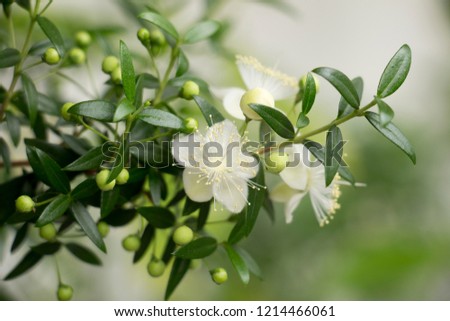 Small beautiful white flowers of myrtle plants on branches with small green leaves with a blurred light background. Growing indoor plants. Close-up Royalty-Free Stock Photo #1214466061
