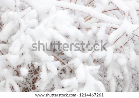 Fluffy early white fresh snow on bush branches in the park in winter background. Winter landscape. Branches of bushes are covered with fallen snow.