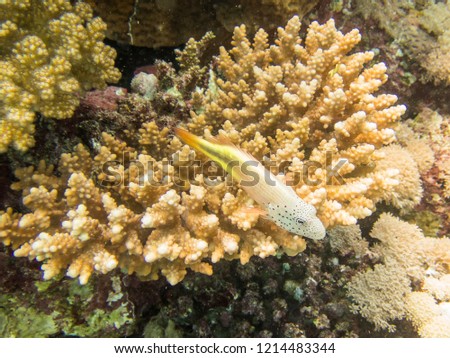 Freckled Hawkfish on Coral