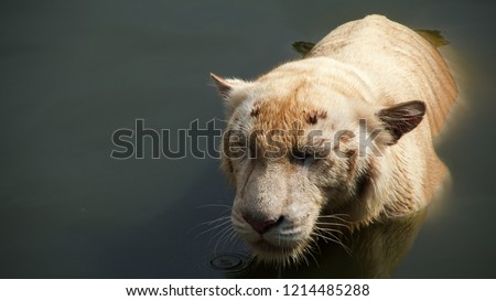Tiger head, Animal wildlife dark tone background color