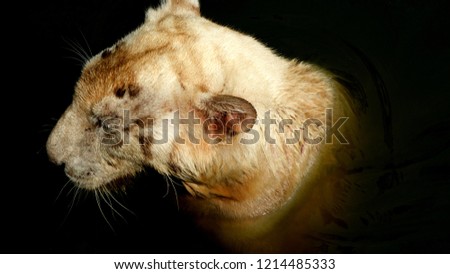Tiger head, Animal wildlife, dark tone background color