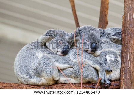 Koalas sleeping , Brisbane Royalty-Free Stock Photo #1214486470