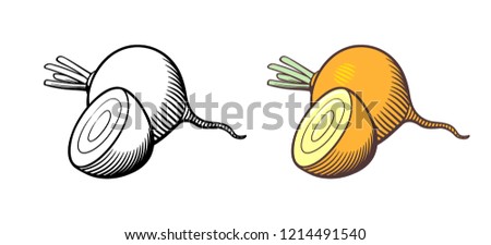 Vector hand drawn illustration of turnips. Whole turnip and cross section. Outline and colored version