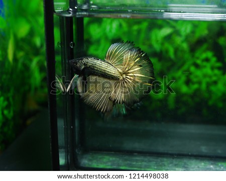 Betta Fish, Siamese Fighting Fish