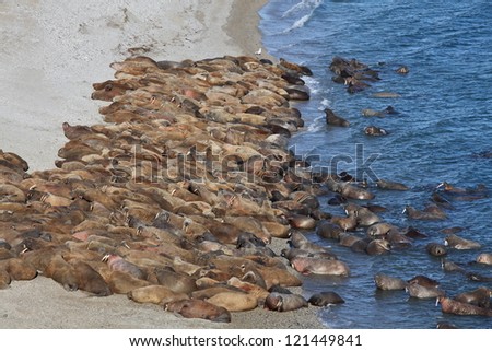 Walrus rookery