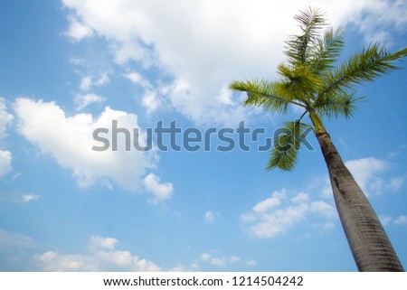 Nice coconut palm tree in blue sunny sky.