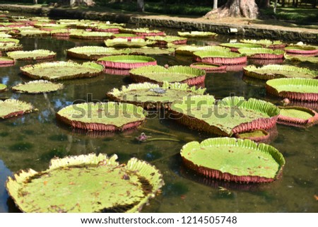 White water lilies and green lily pads in the lake. Nympaea Tetragona Georgi. Toned photo. IUCN, Red List. Kenozersky National Park (UNESCO Biosphere Reserve), Russia. 
