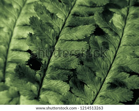 Abstract fern view