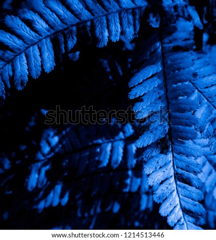 Blue leaves of fern in the night