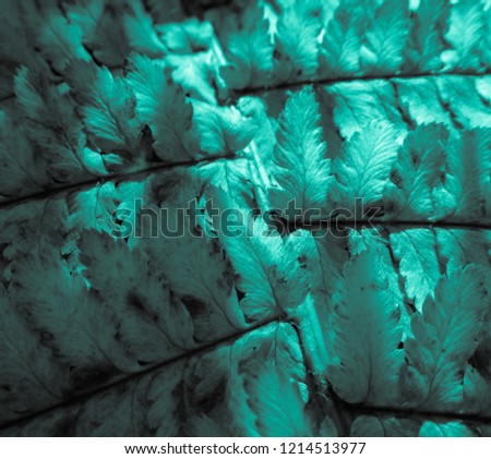 Beautiful view of fern plant in turquoise color