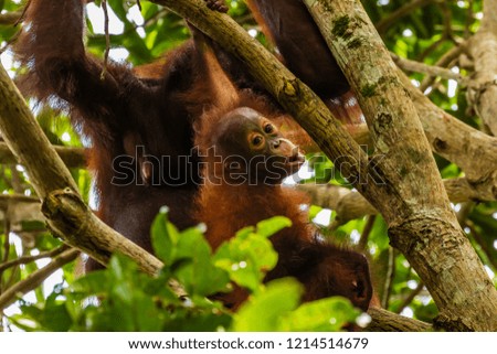 A wild mother and baby Bornean Orangutan in the rainforest of eastern Borneo