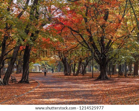The autumn colours. Picture of Mruyama park, sapporo hokkaido.