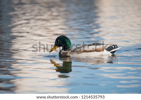 Swimming duck on the water at the lake