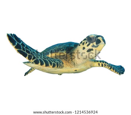 Hawksbill Sea Turtle isolated on white background   