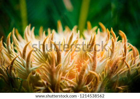 Cycad scientific name is Cycas circinalis L.
