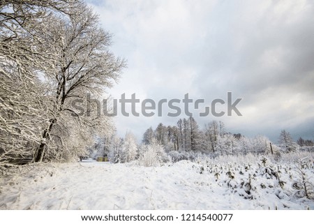 Snow-covered forest, birch trees close-up, Latvia