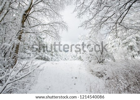 Snow-covered forest, birch trees close-up, Latvia