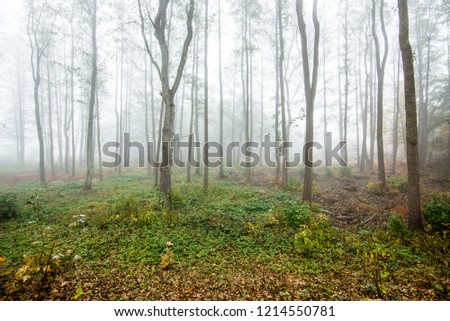 A morning fog in the forest, green and golden leaves, birch trees close-up, Latvia