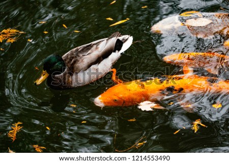 Beautiful and brilliantly colored Koi with ducks in a pool with fall leaves in a 