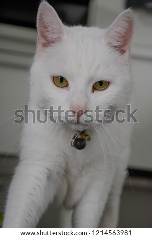 Portrait photo of white domestic cat