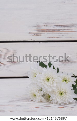 Delicate chrysanthemum flowers on wooden background. Beautiful white flowers with free space for text.