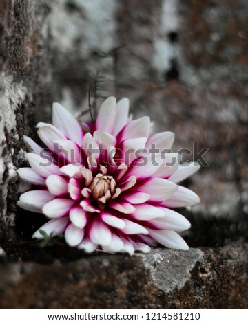 close up of a pink and white flower set on a stone background 