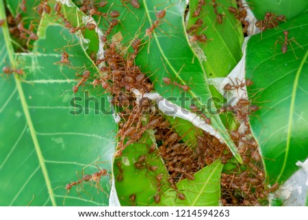 The red ants walking in and out of the nest on the mango leaves.