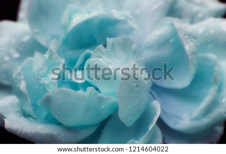 blue color flower macro background