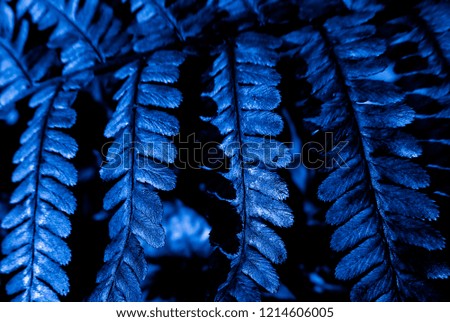 Blue leaves of fern in the night