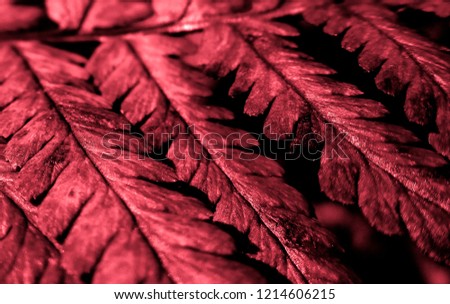 Red leaves of fern in the night
