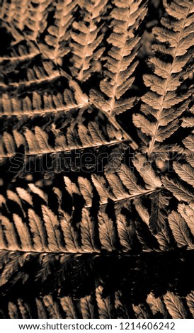 Dark and mystical view of a fern