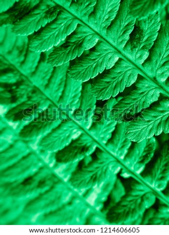 Green colored fern plant