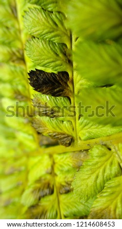 Natural fern texture in yellow color