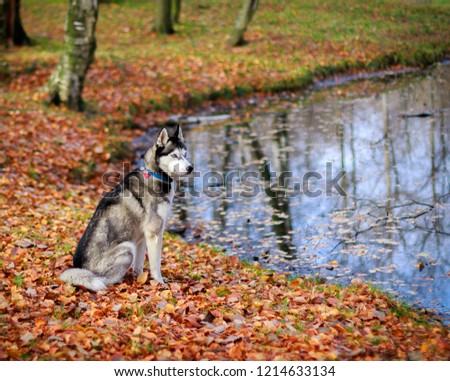 Autumn. Foliage in the pond. Reflection of trees in the water. Lovely husky looks into the distance.