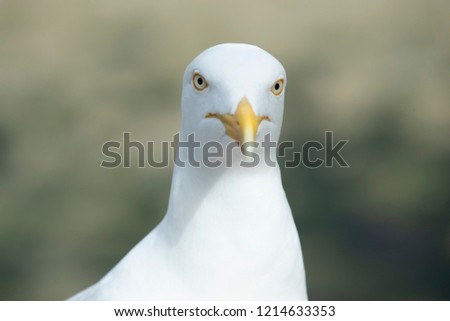 seagull, look, bird, portrait