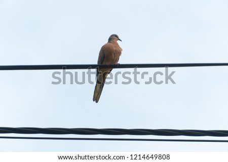 Turtle Dove Bird On The Wires