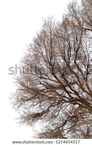 background of trees for a double exposure, trees isolated on white background, branches on a homogeneous blue background, many branches, branches in snow, snow on branches, snow on trees