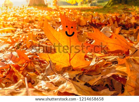 A happy face drawn on golden autumn sycamore leaf on the ground around many more leaves on a sunny October day