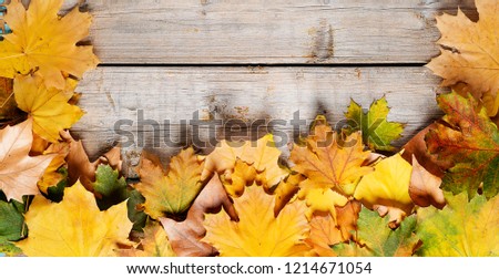 Autumn background. Maple varicolored autumn leaves on the wooden background with free space for text.