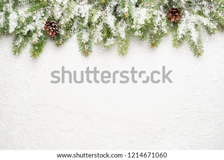 Christmas snow-covered branches on a light gray background. New Year's background.