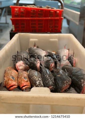 Fish at a fish market in Monterey California in the United States US