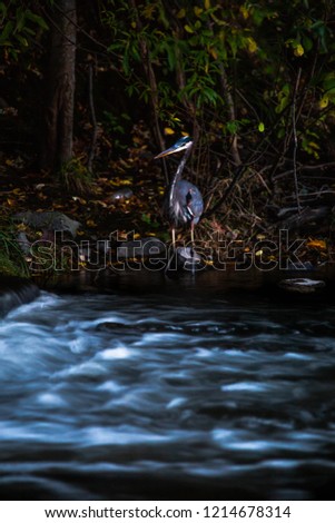 Great blue heron watching a river flow by and waiting to see a fish to hunt at dusk at the edge of the forest in Massachusetts USA