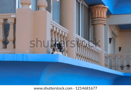 Cute homemade fish on the balcony near the classic columns. Spaniel dog guards the house. Stock photo for design