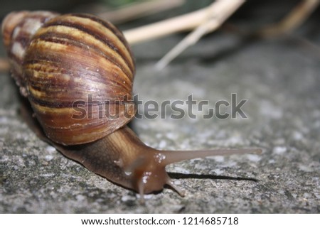 Snail eating the night
