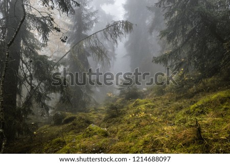 pictures of a Switzerland Fog