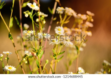 Chamomile flowers field close up with sun flares. Daisy flowers. Beautiful nature scene with blooming  in sun flare. Sunny day. Summer flowers